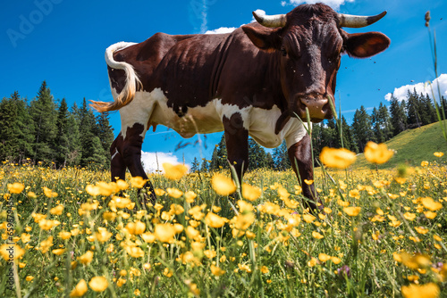 Eine Kuh auf der Wiese mit gelben Blumen