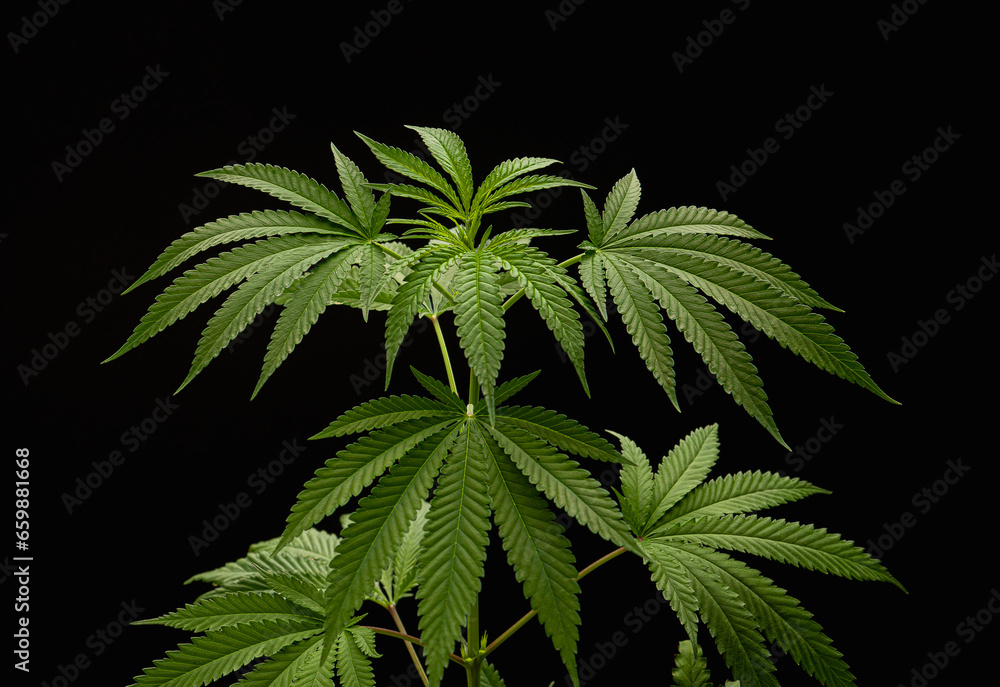 Cannabis plant with a black background. Texture marijuana leaves. Cannabis plant with a black background. Texture marijuana leaves.