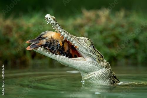 The Saltwater Crocodile (Crocodylus porosus) is catching a fish as its prey. The species is from South East Asia and is one of the largest living crocodile in the world. 
