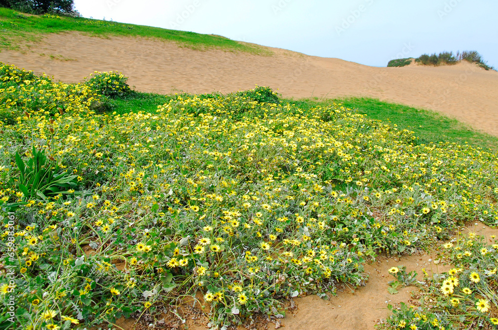 The invasive cap weed plant (Arctotheca calendula), native to South Africa, occupies a sandy area on the Basque coast