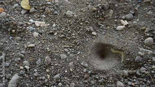 Ants nest in the sand. The concept of environmental protection. photo