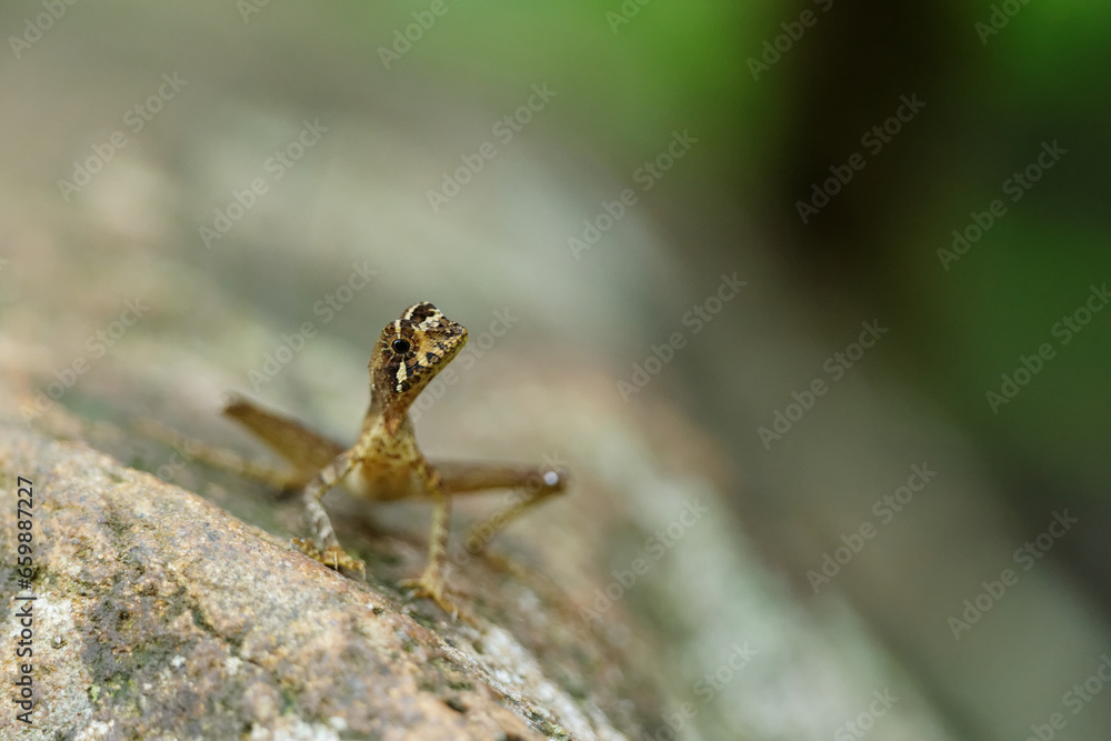 The Brown-patched Kangaroo lizard , also called Wiegmann's Agama or Sri ...