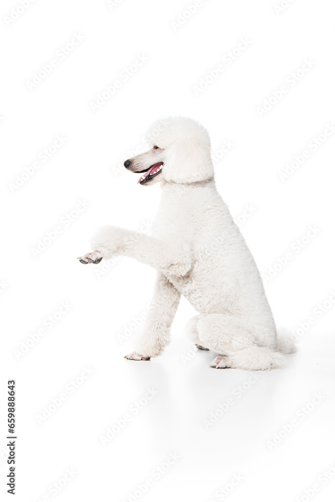 Giving paw. Purebred dog, white riyal poodle sitting and training commands isolated on white studio background. Concept of domestic animals, beauty, pet friend, grooming, vet care. Copy space for ad Giving paw. Purebred dog, white riyal poodle sitting and training commands isolated on white studio background. Concept of domestic animals, beauty, pet friend, grooming, vet care. Copy space for ad