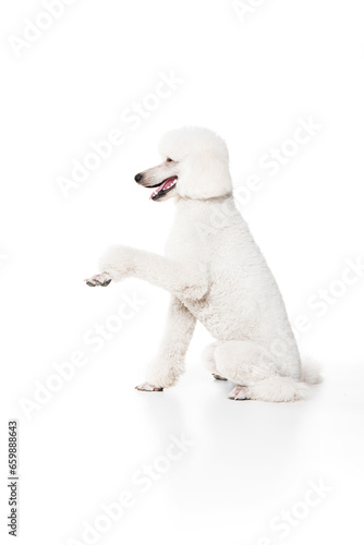 Giving paw. Purebred dog, white riyal poodle sitting and training commands isolated on white studio background. Concept of domestic animals, beauty, pet friend, grooming, vet care. Copy space for ad © master1305
