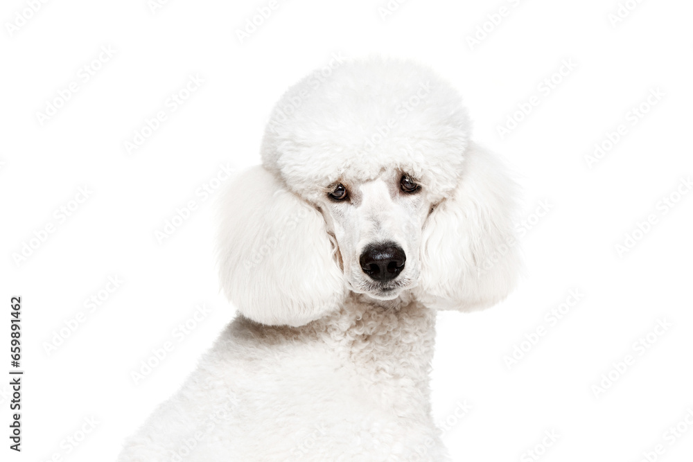 Close-up of dog's muzzle, purebred dog, white poodle looking at camera isolated on white studio background. Concept of domestic animals, beauty, pet friend, grooming, vet care. Copy space for ad Close-up of dog's muzzle, purebred dog, white poodle looking at camera isolated on white studio background. Concept of domestic animals, beauty, pet friend, grooming, vet care. Copy space for ad