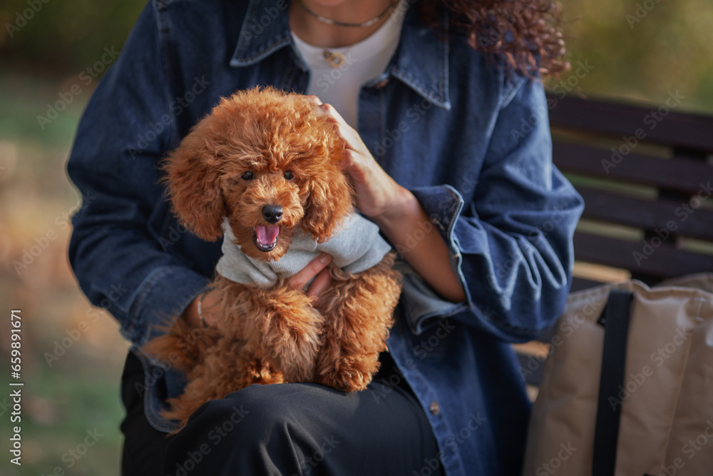 Red miniature poodle, with its mouth wide open, breathes heavily in loving arms of its owner. Heartfelt canine connection Red miniature poodle, with its mouth wide open, breathes heavily in loving arms of its owner. Heartfelt canine connection