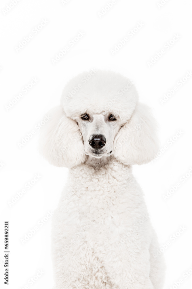 Beautiful white poodle, purebred dog sitting and looking at camera isolated on white studio background. Concept of domestic animals, beauty, pet friend, grooming, vet care. Copy space for ad Beautiful white poodle, purebred dog sitting and looking at camera isolated on white studio background. Concept of domestic animals, beauty, pet friend, grooming, vet care. Copy space for ad