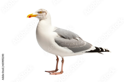 Gull in Crisp Simplicity on isolated background