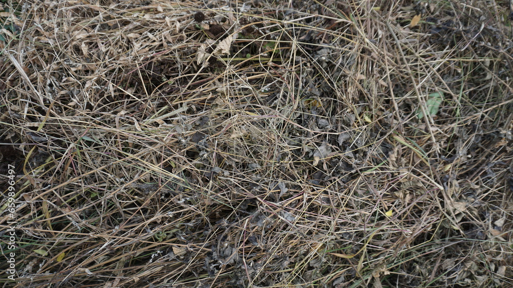 Dry grass background. Dry grass texture. Dry grass background. Dry grass background. Dry grass texture. Dry grass background.