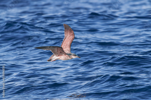 young juvenile yellow-legged gull, (Larus michahellis), flying over the blue Atlantic ocean 