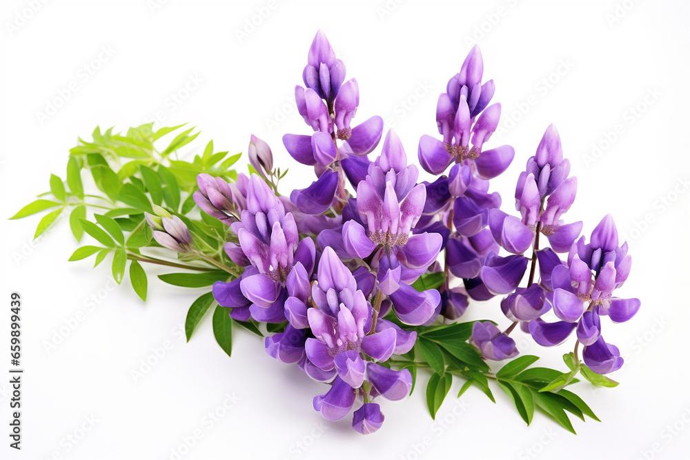 Fototapeta premium Lupin flowers on white background