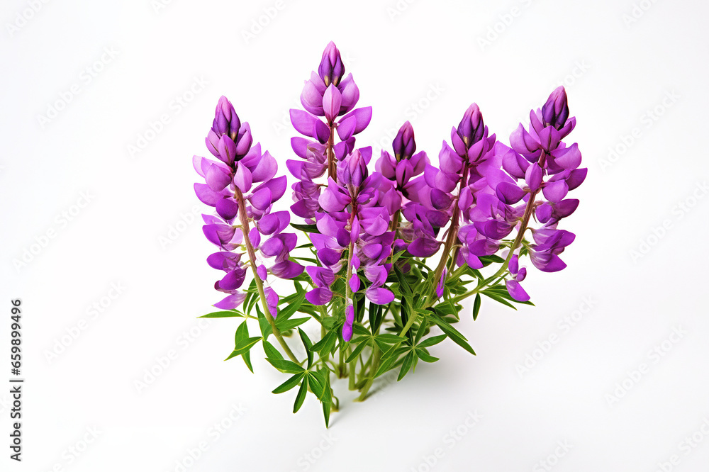 Fototapeta premium Lupin flowers on white background