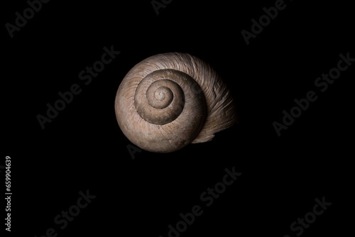 snail shell on black