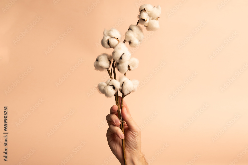 hand holding a twig with cotton flowers on a beige background, close up - obrazy, fototapety, plakaty 