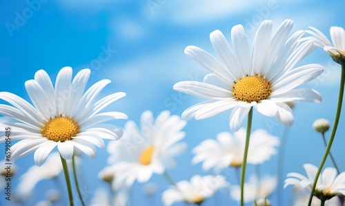 Vivid white daisies against a serene blue sky