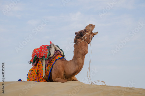 Barking camel, Sam sand dunes, Jaisalmer, Rajasthan, India. photo