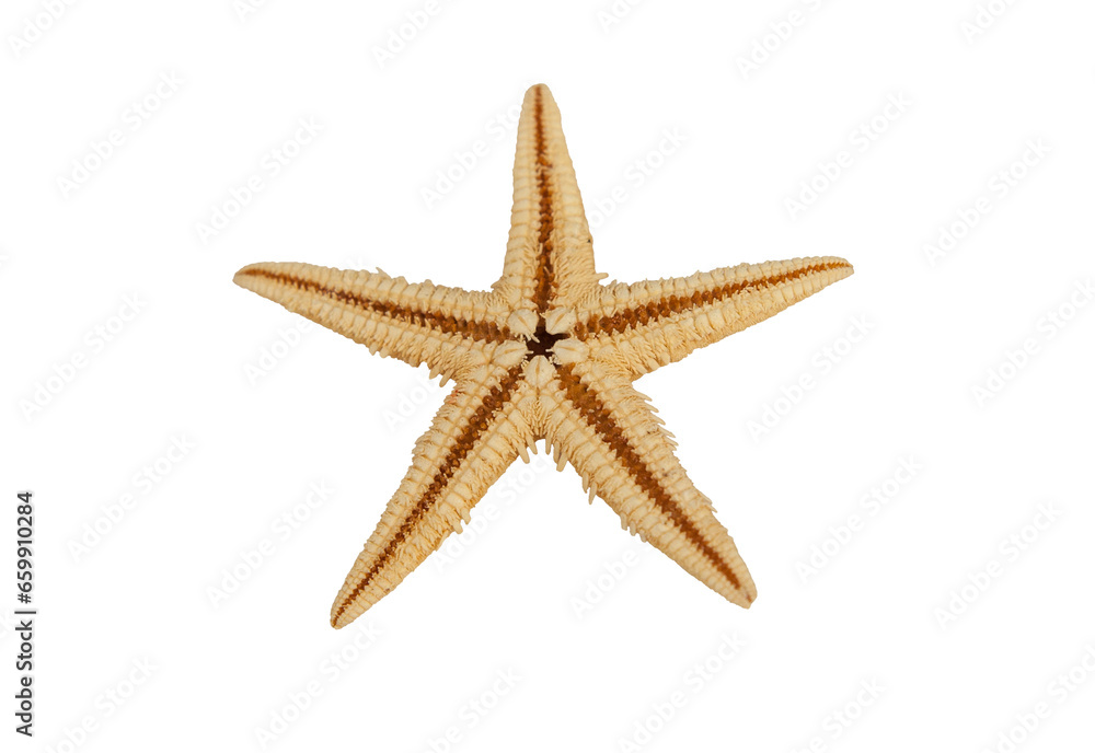 Starfish endoskeleton of calcium carbonate Starfish endoskeleton of calcium carbonate