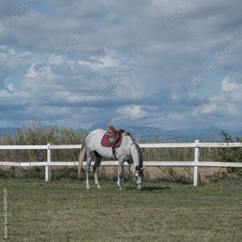 Dapple grey horse in sports harness is eating grass in corral farm on blue sky background. Animal Feeding. The Thoroughbred horse in a paddock. The concept of human-nature relations