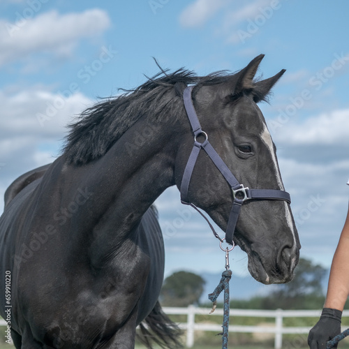 Black horse in sports harness with jockey is in corral farm on blue sky background. Farm Feeding. Country landscape. The Thoroughbred horses in the corral. The concept of human-nature relations. 