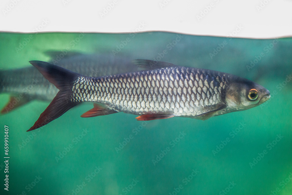 Sultan fish or Leptobarbus hoevenii