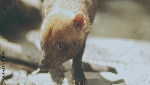 Close up of bush dog walking around under the sun at the zoo photo