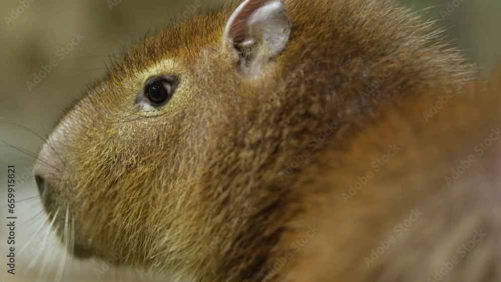Super Closeup Portrait of Capybara Hydrochoerus Hydrochaeris eating Super Closeup Portrait of Capybara Hydrochoerus Hydrochaeris eating