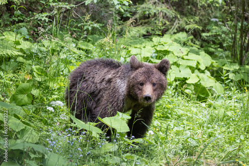 portrait of wild brown bear ursus arctos