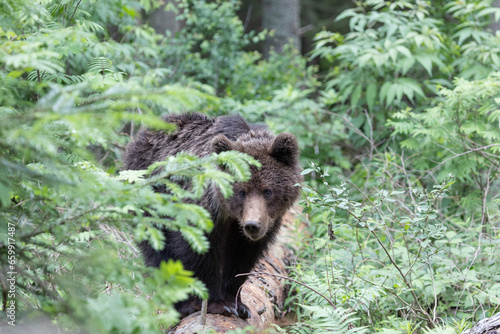 wild brown bear ursus arctos in green forest