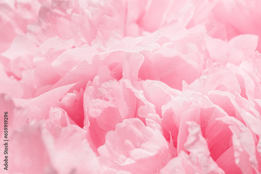 Fototapeta premium Peony flowers spring holiday flowery aesthetic nature close up pattern, botanical design background, floral top view photo, pink-white blooming flower, scenery beauty nature wallpaper, sunlight