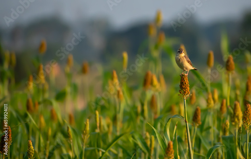 Фотография Bird on whet field