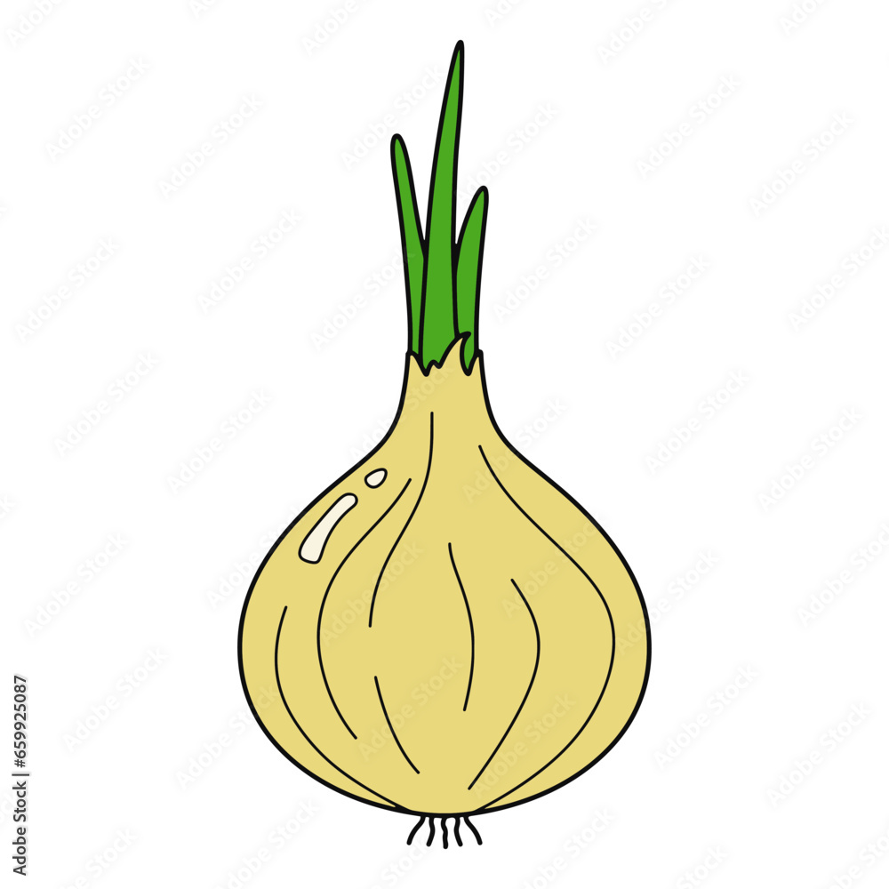 Onion. Organic farm fresh vegetable. Ingredient for meals. Hand drawn vector illustration.