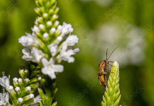 bee on a flower © Zdenek