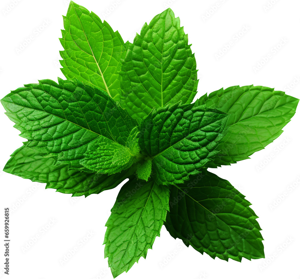 Mint transparent background PNG clipart Mint transparent background PNG clipart