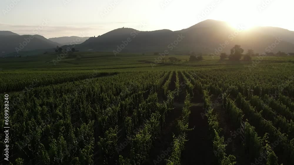 Aerial panoramic view above the beautiful grape vines and vineyards of Alsace France Aerial panoramic view above the beautiful grape vines and vineyards of Alsace France