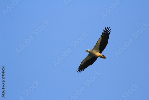 a Sea Eagle at sai kung sea © solution