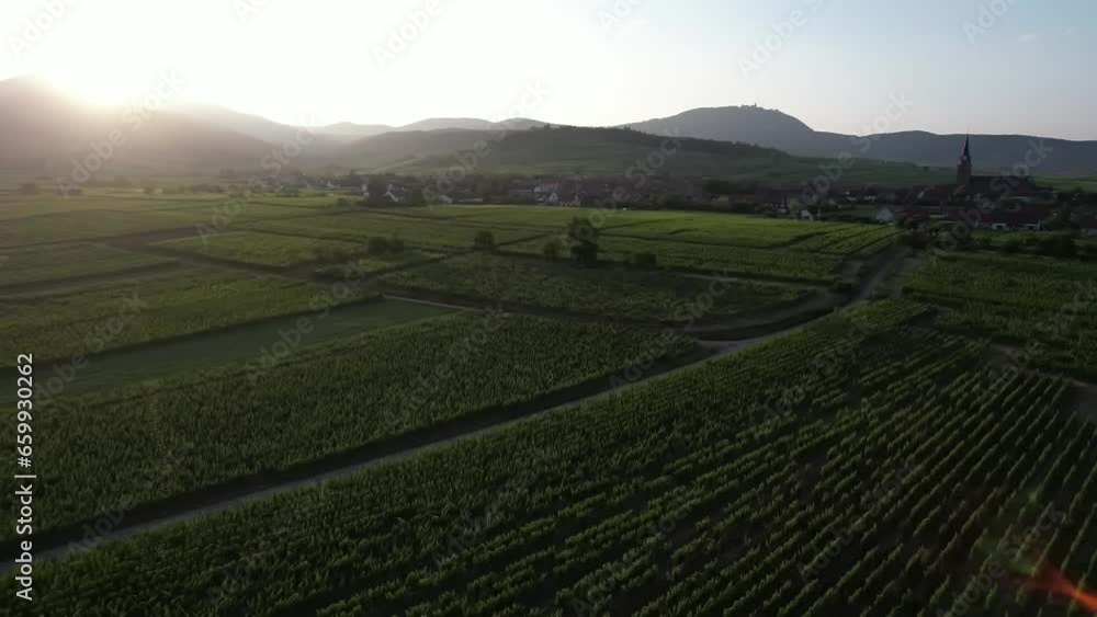Aerial panoramic view above the beautiful grape vines and vineyards of Alsace France Aerial panoramic view above the beautiful grape vines and vineyards of Alsace France