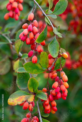 Barberry berries on branch on autumn background. Branches of a bright red barberis shrub against blurry background. photo