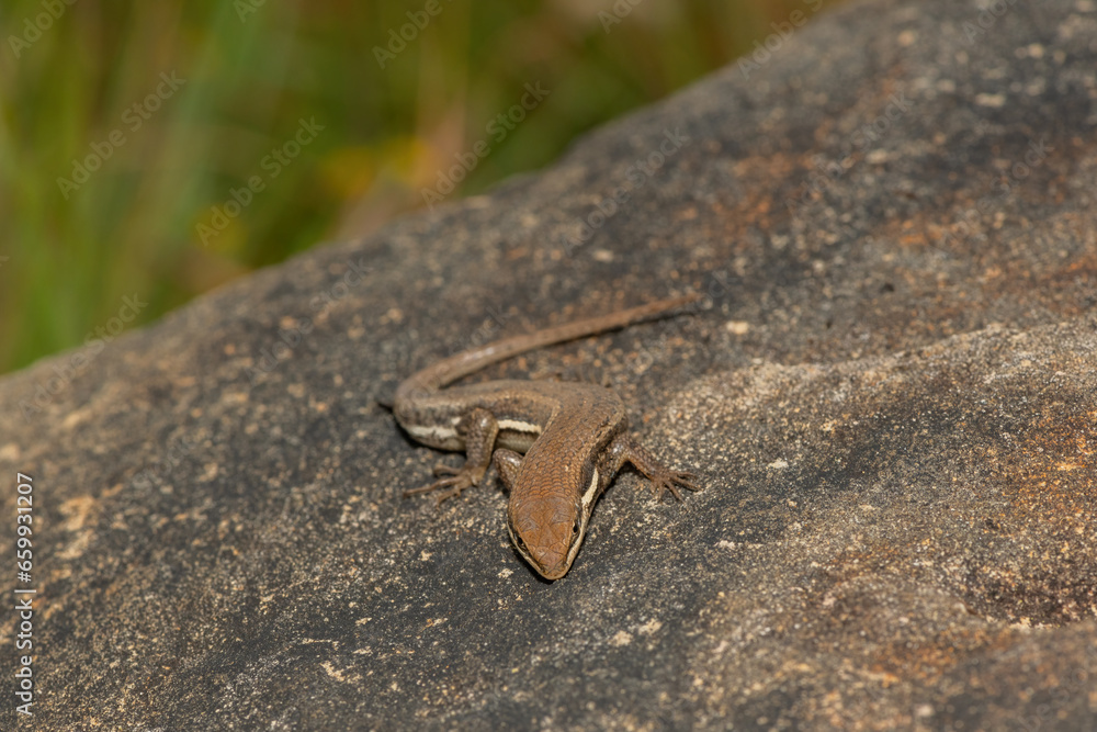 A beautiful Variable Skink (Mabuya varia) on a rock in the Drakensberg Mountain Range, South Africa A beautiful Variable Skink (Mabuya varia) on a rock in the Drakensberg Mountain Range, South Africa