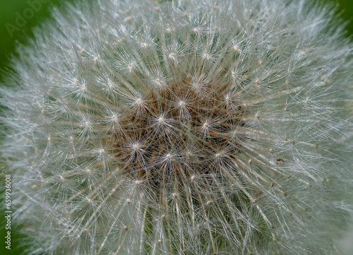 dandelion seeds