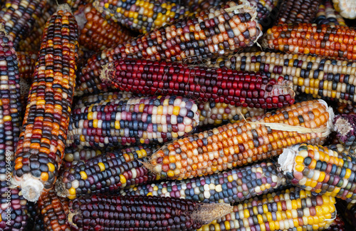 Corn cobs of different colors and with colorful corn kernels lie on top of each other and form a background.