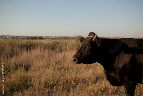 The cow in the field with dry grass