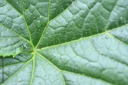 macro texture of a cucumber leaf , macro bright green leaf cumber texture, leaf veins close-up cucumber