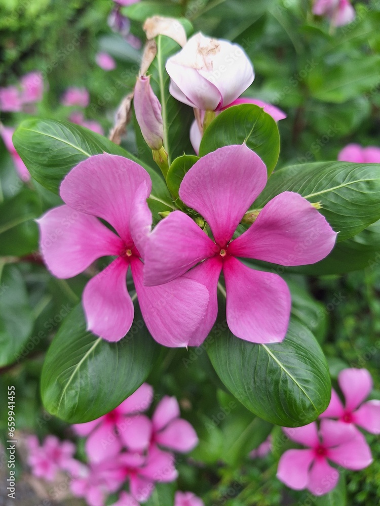 pink flowers in the garden pink flowers in the garden