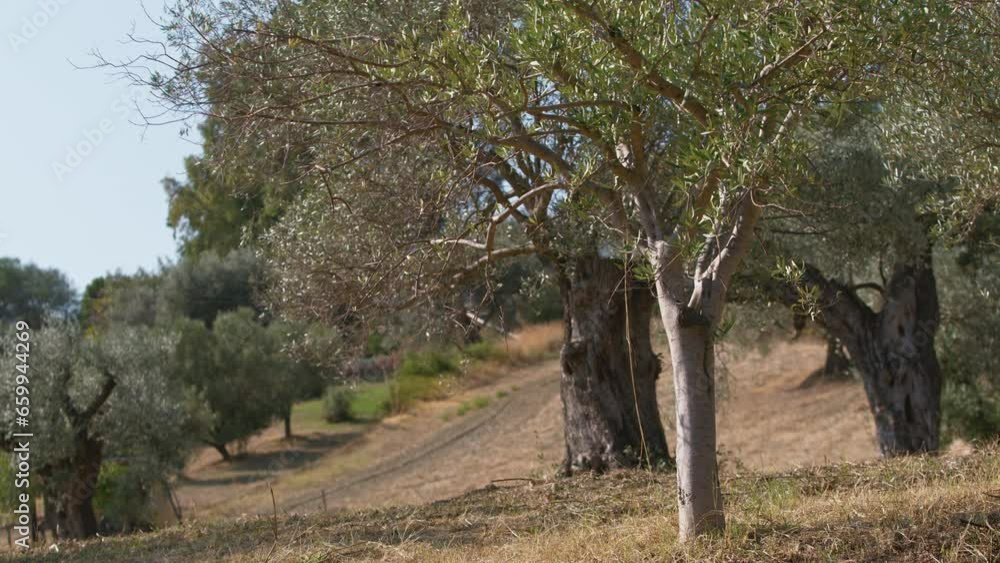 Calabria olive tree ready for the harvest Calabria olive tree ready for the harvest