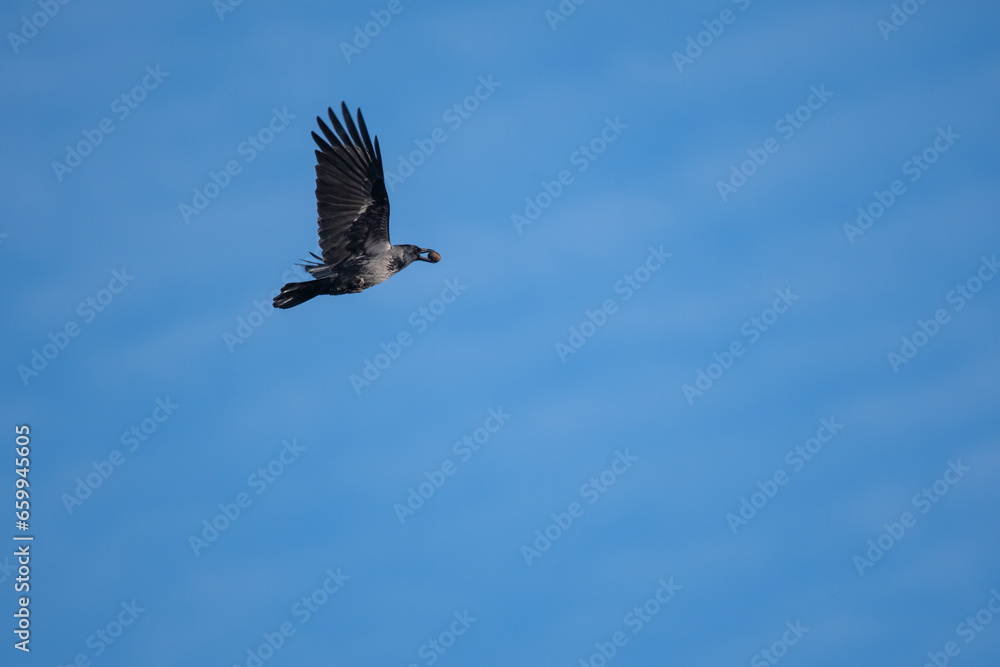 osprey in flight osprey in flight
