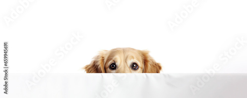 Golden retriever dog peeks behind a white poster on a white background. Free space for product placement or advertising text.