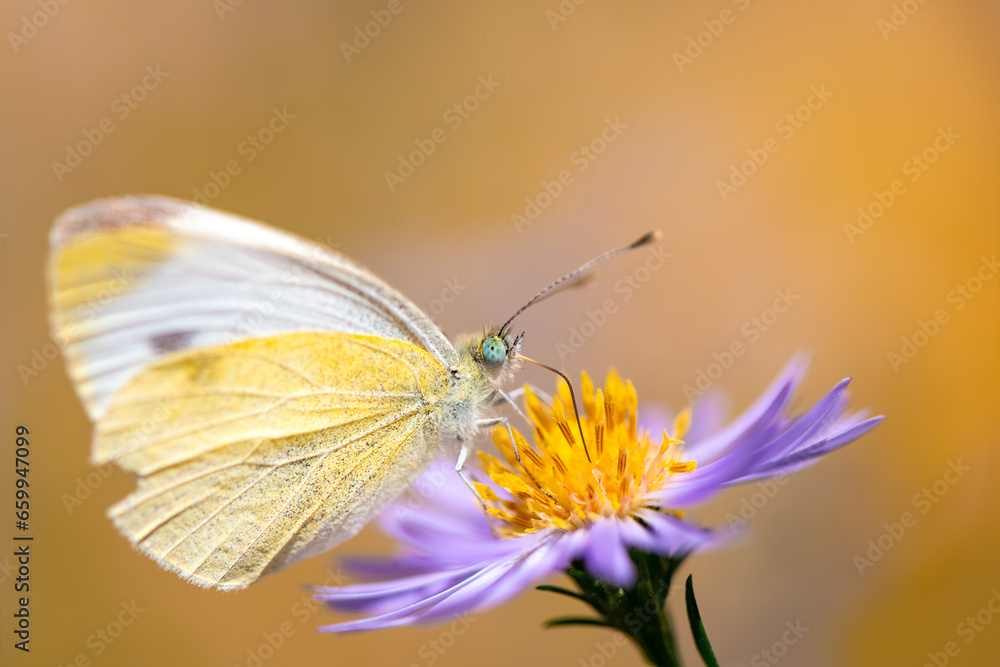 Naklejka premium Large white, cabbage butterfly, (Pieris brassicae) is a butterfly in the family Pieridae with translucent yellow-white wings. Macro close up of delicate insect pollinating a lilac aster in a garden.