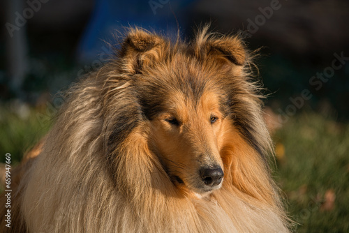 border collie dog © Zdenek