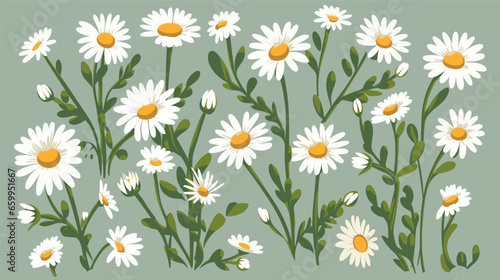 Drawing chamomile flowers vector
