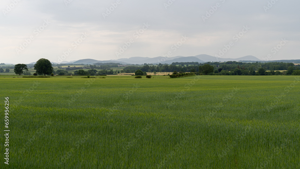 A plane barley field leads away to trees and hedges and distant misty Lake District hills beyond